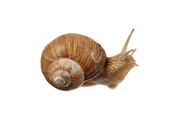 istock Burgundy snail isolated on white 2224244907