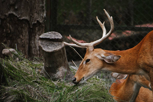 istock A sambar deer ( *Cervus unicolor*) grazes on grass in a wildlife enclosure. 2224248127