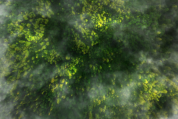 istock Green pine forest in mountain summer with a view from above.Spring birch groves with beautiful texture. Forest reduce carbon emissions and clean air. 2224249522
