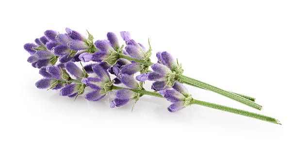istock Lavender flowers isolated on white background 2224249694