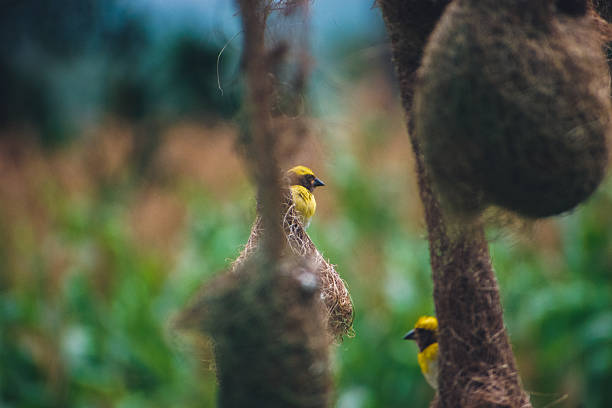 istock Group of baya weaver birds on th nest. 2224250993