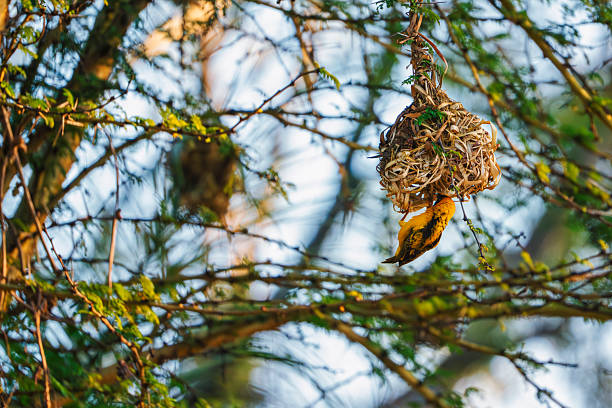 Black-headed Weaver Ploceus melanocephalus waving a nest on acacia tree, Kenya⁩