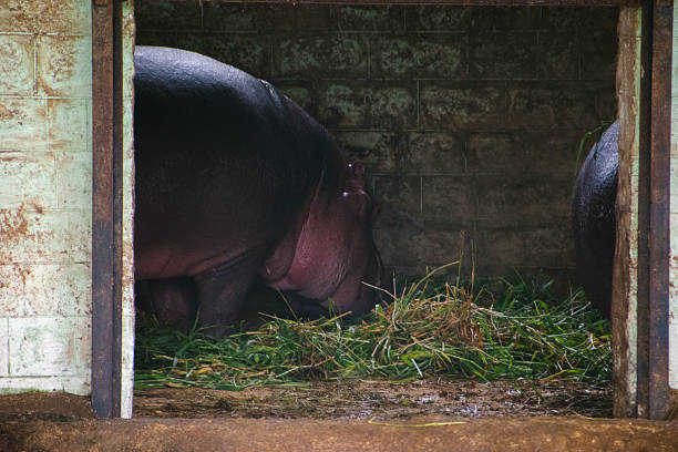Pygmy hippopotamus (Choeropsis liberiensis) feeding on grass within its enclosure at a wildlife sanctuary.