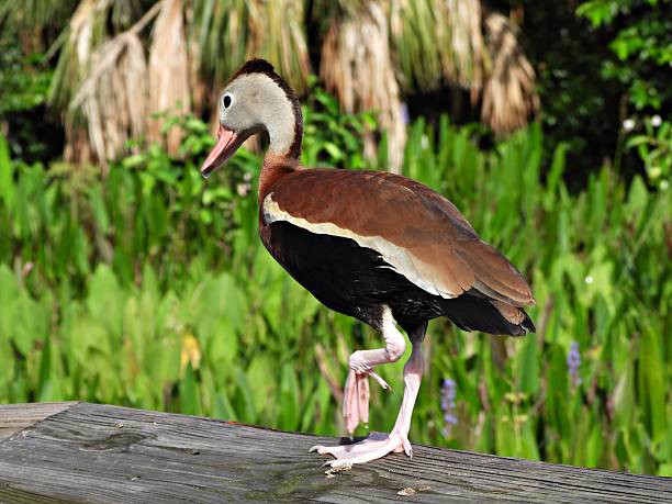 istock Black-bellied Whistling Duck (Dendrocygna autumnalis) - walking on a wood railing 2224255774