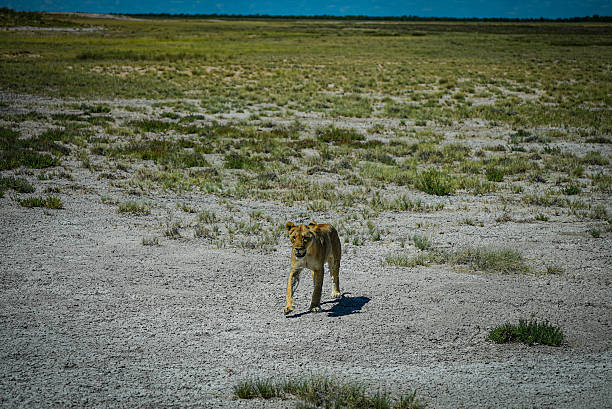 A lone lioness walks directly toward the camera across a sunlit African savanna. Striking wildlife moment capturing adventure and natural landscapes.