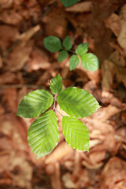 istock Leafy green plant is growing in the dirt 2224256532