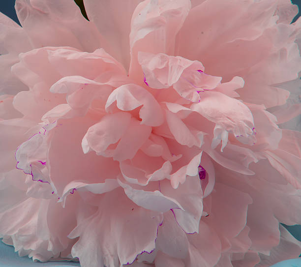 Macro close up of magenta peony flower