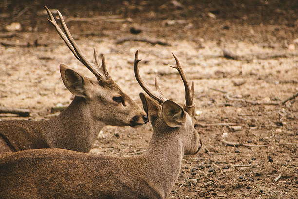 istock Two adult sambar deer (Rusa unicolor) resting close together in a wildlife habitat. 2224259321
