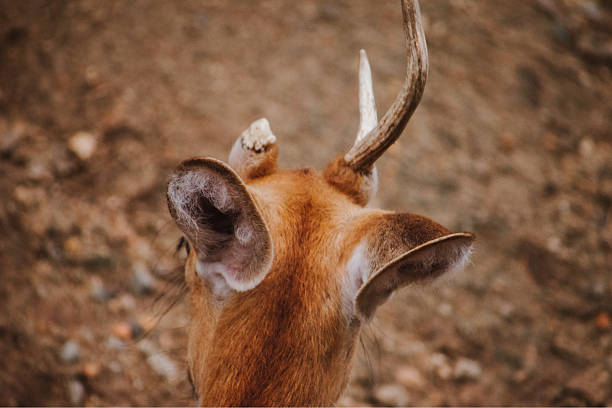 Young deer's back view, showcasing antlers and ears, in a wildlife setting.