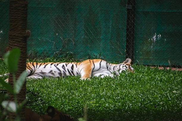 istock Sleeping tiger resting on vibrant green grass within a wildlife enclosure. 2224260052