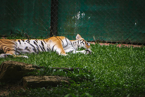 istock A Bengal tiger (Panthera tigris tigris) rests on lush green grass within a wildlife enclosure. 2224260110