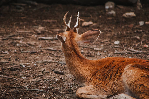 Red deer resting on the ground in a wildlife habitat.  Rear view composition.