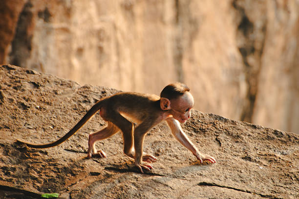 A curious baby monkey walks across a sunlit stone surface in Badami, Karnataka, India.