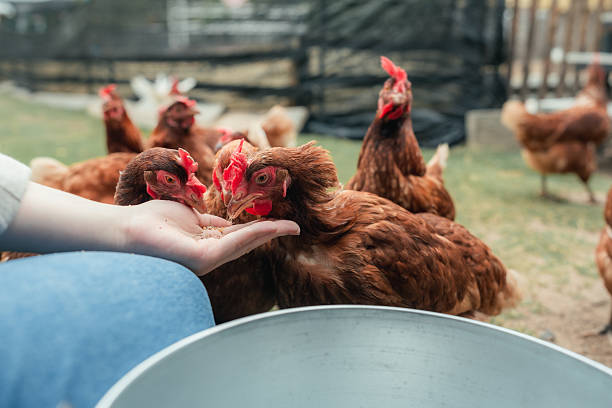 Young woman feeds chickens by hand inside a backyard coop