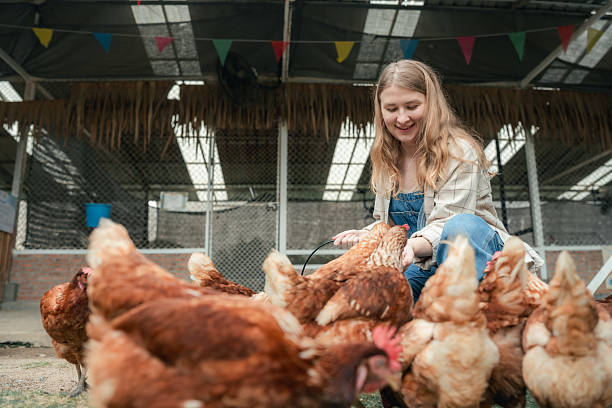 istock Young woman feeds chickens by hand inside a backyard coop 2224261690