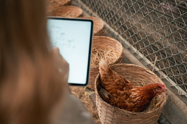 istock Young woman uses digital tablet inside chicken coop 2224261829
