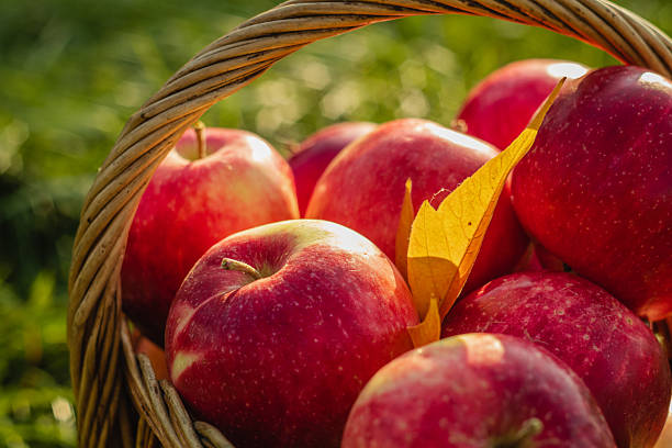 istock Autumn red apples in a basket on a blurry background on a warm autumn day. 2224262585