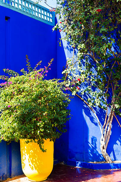 istock Vivid Blue Wall with Lush Yellow Planter in Moroccan Sunlight 2224263222