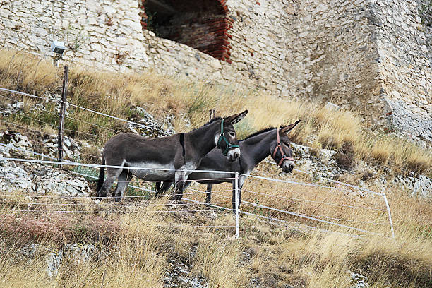 Two Donkey's Standing on a Hill with Fortress on the Background