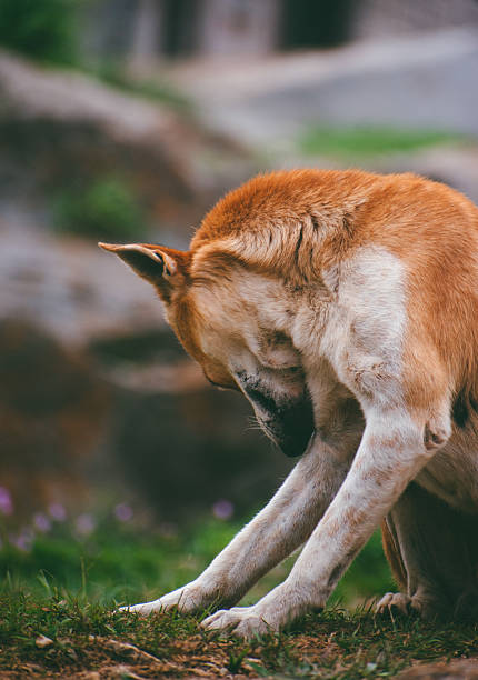 istock Brown dog grooming itself, Nandi Hills, Karnataka, India.  Close-up composition emphasizing texture. 2224263244