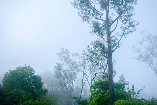 istock Misty morning in Nandi Hills, Karnataka, showcasing eucalyptus trees and lush greenery.  A tranquil, atmospheric composition. 2224263933