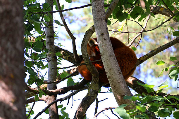 istock A red panda high upp in the trees 2224264055