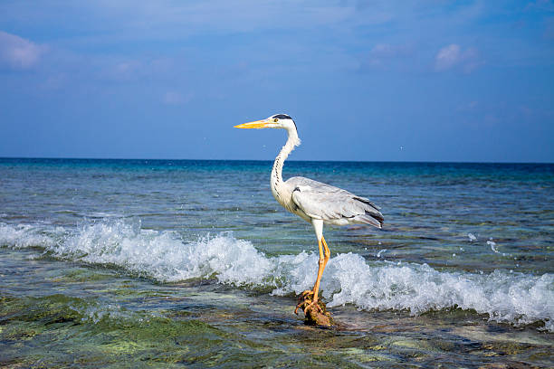 A grey heron stands gracefully on a rock in the shallow turquoise waters near the shore.