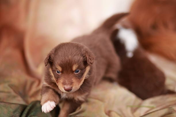 istock Brown puppy is standing on a bed with its tail wagging 2224264772
