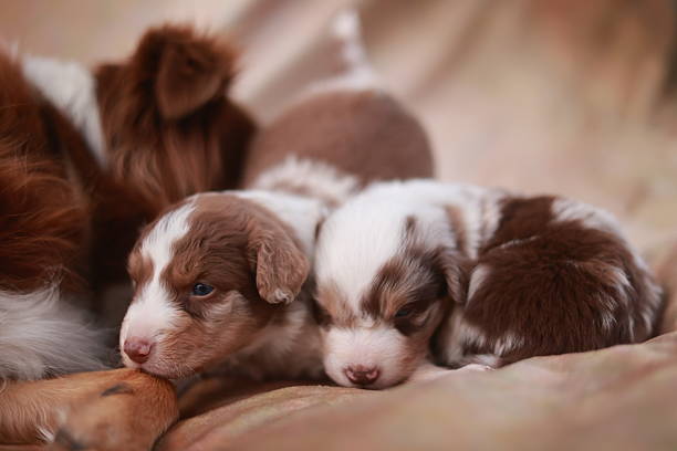 Two puppies are sleeping on a bed. One is brown and white and the other is brown and white