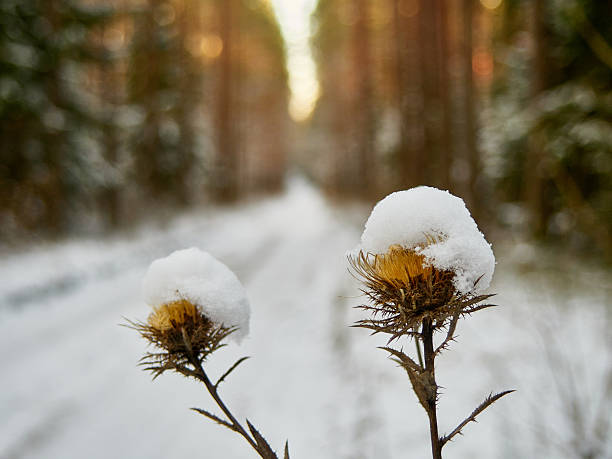 Snow-Capped Dried Thistles in Winter Forest with Golden Light
