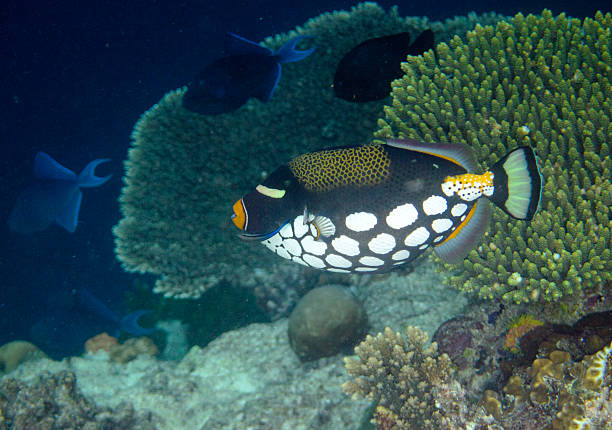 istock Clown triggerfish (Balistoides conspicillum) stock photo 2224269561