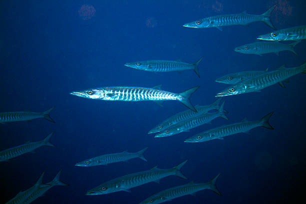 istock Barracudas stock photo 2224270180