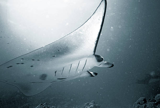 istock Manta ray stock photo 2224270360