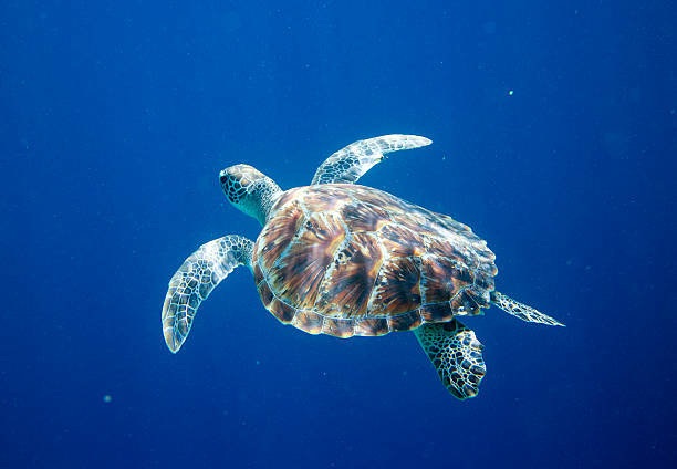 istock Turtle in the blue background stock photo 2224270464