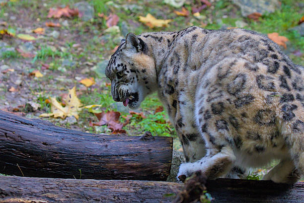 This is a snow leopard. It is extremely rare on the planet, mainly found in the mountainous areas of central Asia.It is a typical animal that lives on rocky cliffs in highlands and is a vulnerable species. It is a first-class protected wild animal by the country.