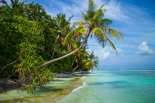 istock Tropical beach with palm trees stock photo 2224271844