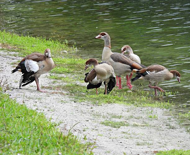 Egyptian Goose  - profile