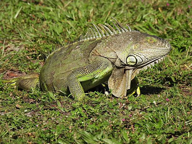 istock Green Iguana (Iguana iguana) -  resting in the grass 2224273029