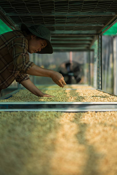 Close up smart farmer techniques hand coffee bean machinery roast apparatus dry sunlight tool sunbeam sunray sunshine fresh garden produce agriculture promotes farmer concept farm blur background