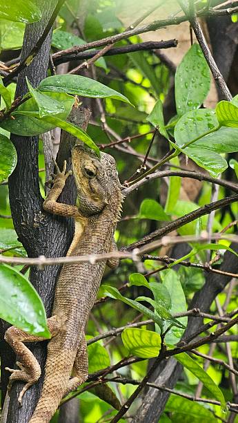 istock Garden lizard on branch, lizard sunbathing on branch, green lizard climbing on tree trunk. 2224273649