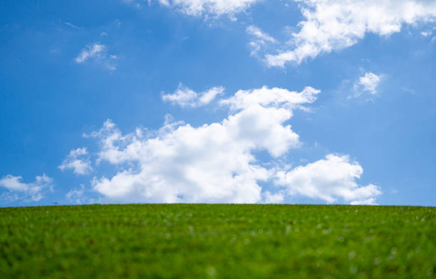 Grass background. Pasture grassy pattern. Green meadow. Green grass land. Summer grassy countryside. Peaceful grass hill. Grass pattern. Summer meadow. Sunny field. Idyllic pasture. Country scenery