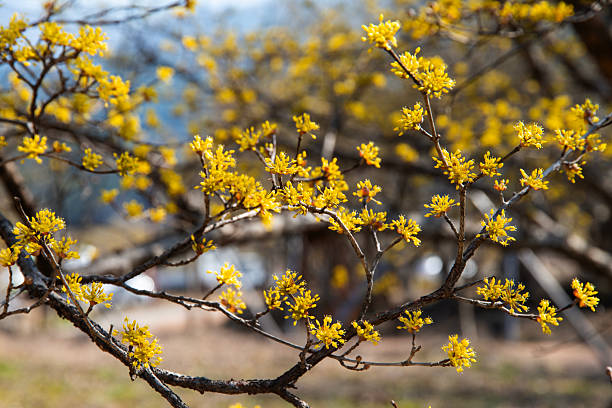 istock cornelian cherry blossoms in the park 2224274666