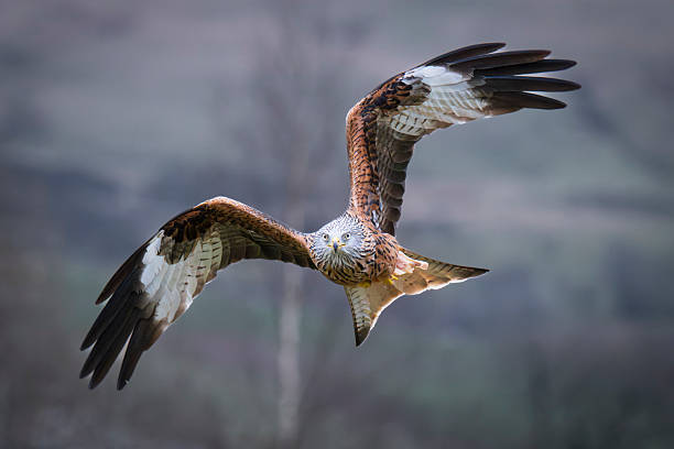 istock A Red Kite is captured in flight towards the camera. It is flying low with its wings spread upwards 2224275548