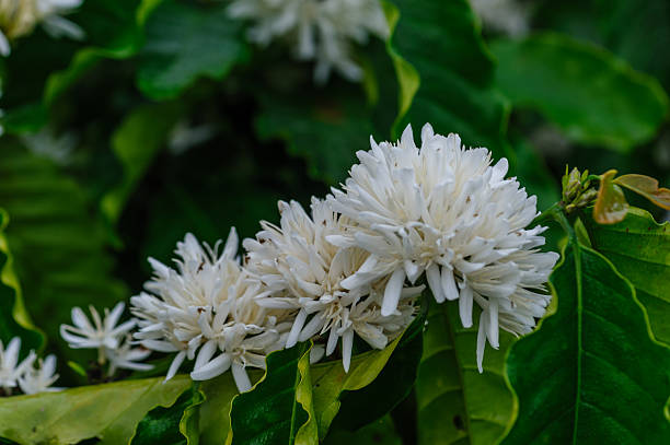 istock Coffee bean flowers blossom blooming on tree 2224275780