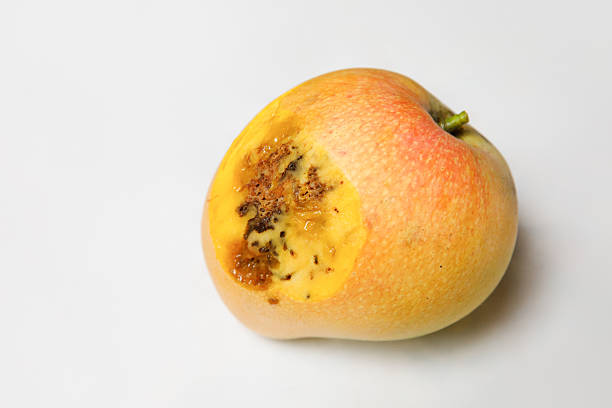 Fresh mango isolated on white background. Skin shot of ripe sweet tropics fruits in Taiwan. Ripe sweet tropics fruits studio shot. Yellow, red colors for background use.
