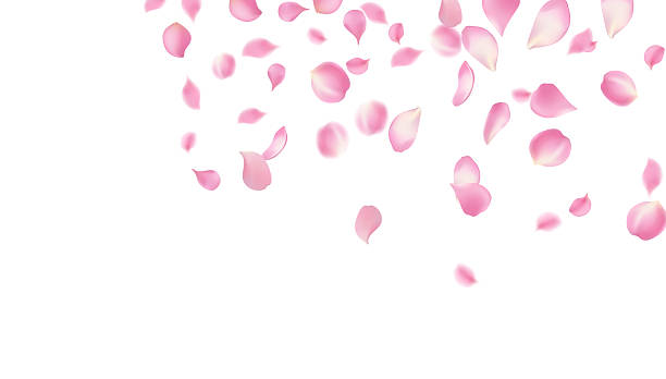 istock Gently Falling Sweet Pink Petals Creating a Romantic and Dreamy Atmosphere, A Pure Natural Background for Serenity and Tenderness, Perfect for Celebrating Love, Beauty, and Freshness 2224280998