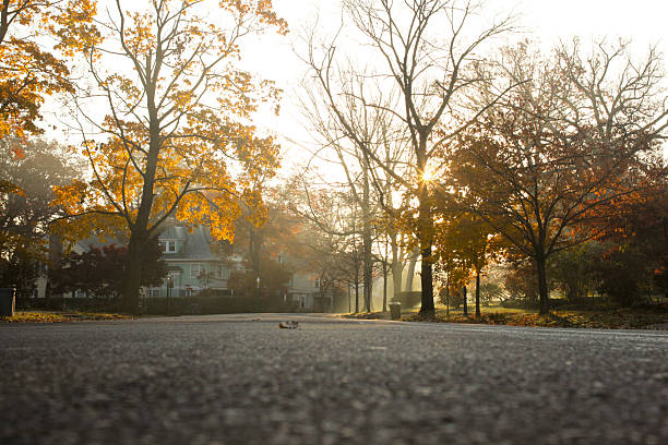 Low to the ground view of a street in autumn