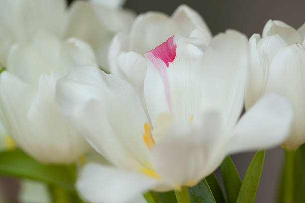 istock White flower with pink spot 2224281067