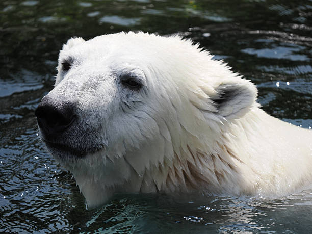 istock Majestic Polar Bear Enjoying the Warm Sunlight 2224282036