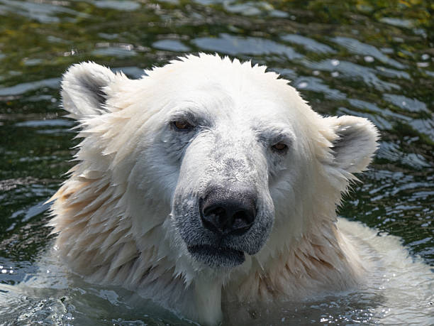 A side profile of a beautiful polar bear, head tilted upwards as it basks in the warm sun, with water dripping from its white fur.